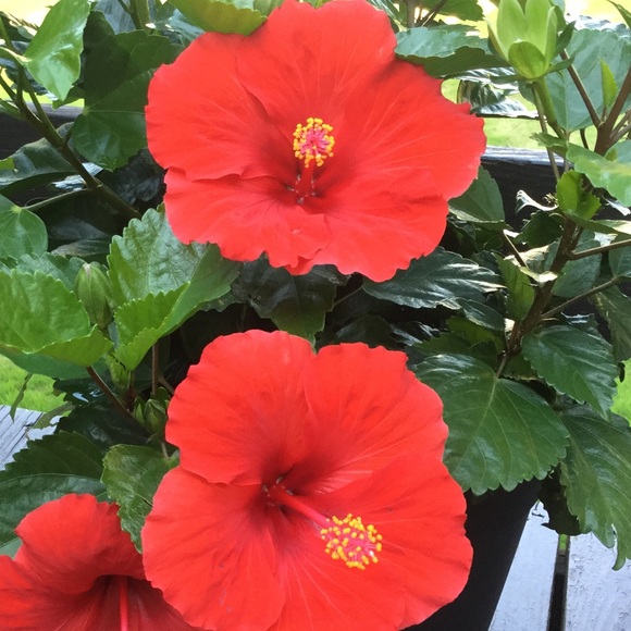 Meet your Posher, Deborah - Picture 2 of 4